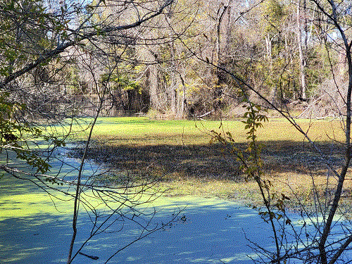 Swamp Pool.gif
